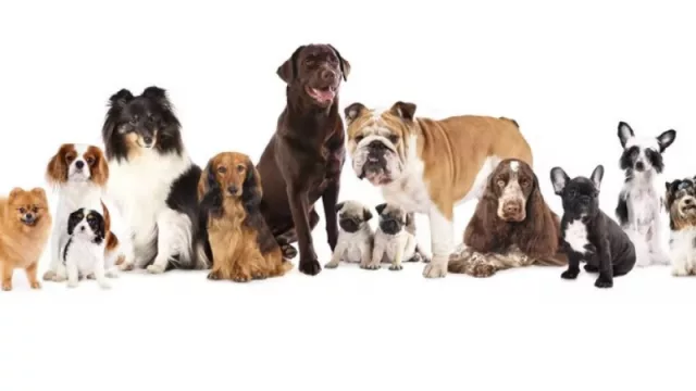 Perros potencialmente peligrosos: ¿cuestión de raza o de educación?