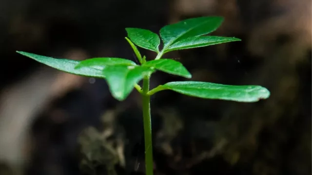 ¿Quo vadis, TCL? EcoVadis (la marca de tecnología consigue su sexto premio consecutivo)