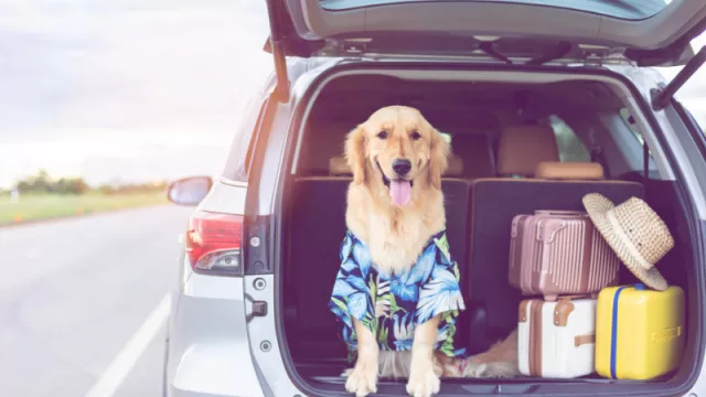 Que el lugar de vacaciones acepte tu mascota puede importar más que el destino en sí mismo (lo que pandemia nos dejó)