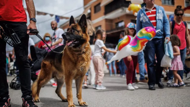 De Atocha a Sants con tu perro “grande”:  Renfe pone a la venta billetes para viajar en AVE con mascotas hasta 40 kilos