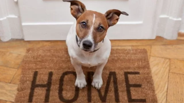 Solo un 4% de las viviendas de alquiler en Cataluña aceptan expresamente a familias con gatos o perros (en Madrid solo un 7%)