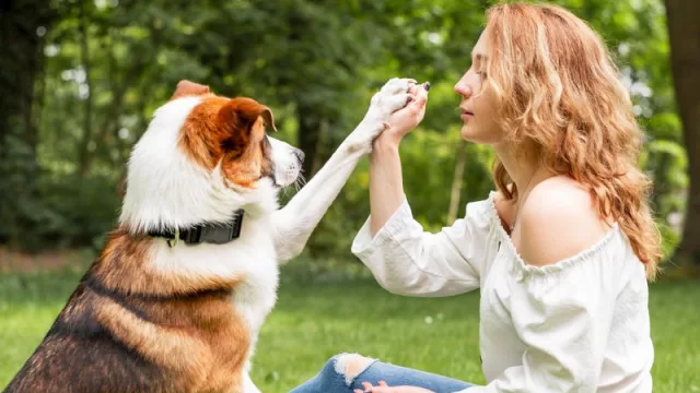Ya es posible viajar en Semana Santa dejando a nuestro perro en buenas manos: aterriza en España Préstame tu perrito