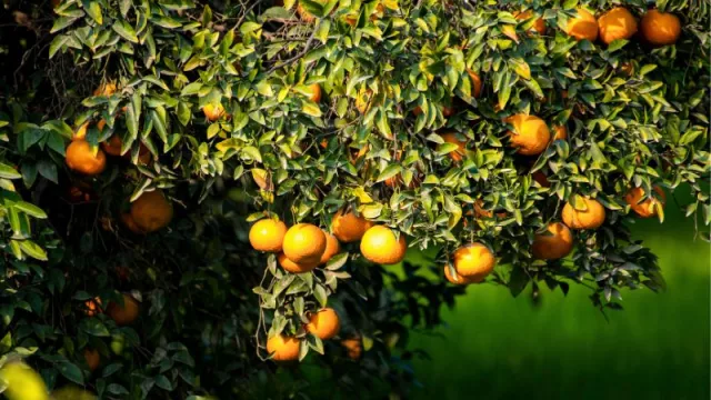 El Plan Integral Citrícola de Valencia impulsará la rentabilidad del sector con 40 millones de euros (siendo parte de la Estrategia ‘Naranja 2030)