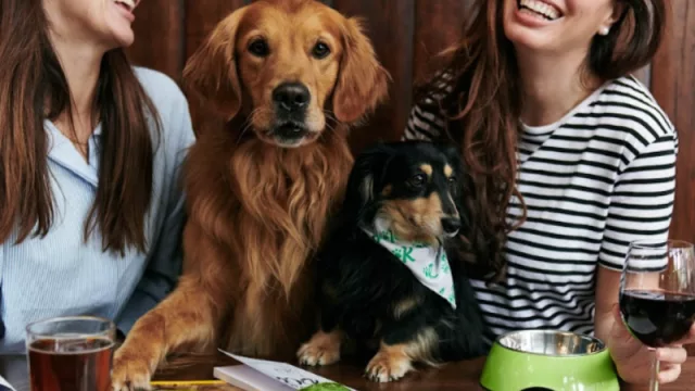 Rover presenta la Guía que no te puede faltar para viajar con tu mascota (No sin mi perro)