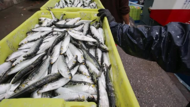 La sardina está a 8 euros el kilo en plaza y se prevé que pase de 10 euros para la noche de San Juan (sardinas a precio de Luz en San Juan…)
