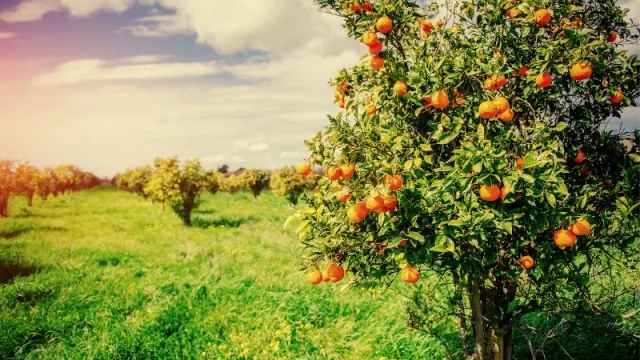 Guillem Export y Frutas Tono crean un grupo de 180 millones de euros (gracias a la fusión con las naranjas valencianas)
