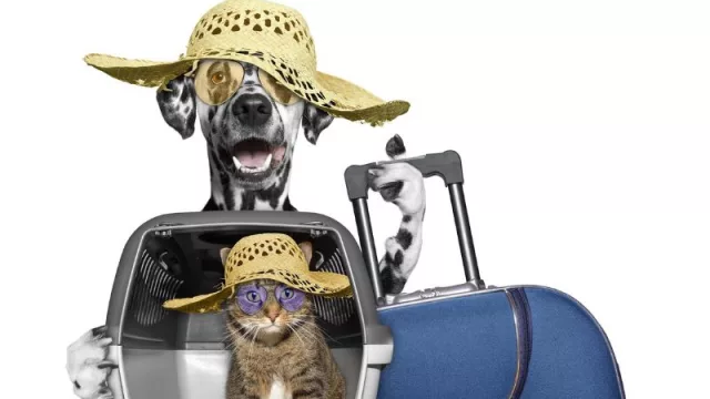 Oscaro tiene las 5 claves para que viajar con nuestras mascotas sea seguro y confortable para todos