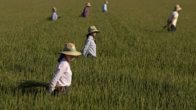 Arroceros esperan poder sembrar la próxima campaña (y piden más pantanos ante la falta de agua en Andalucía)