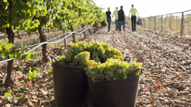 El enoturismo dejará más de 3,5 millones de euros en la Ruta del Vino de Rueda (entre septiembre y octubre)