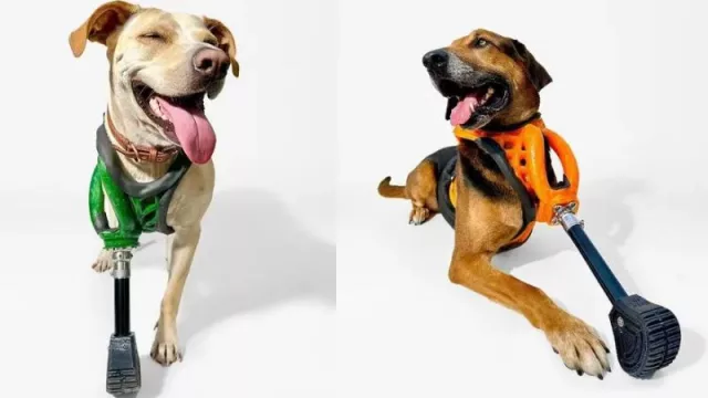 Así usan las capacidades de iPhone para crear prótesis impresas en 3D para animales con problemas de movilidad