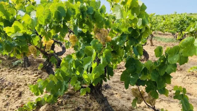 Arranca la vendimia de la uva Pedro Ximénez en las viñas de González Byass en el Marco de Jerez