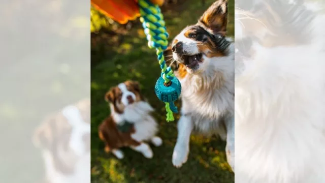 Una tendencia en alza: las tiendas para mascotas con bares (CanCat se suma con la apertura de Zona Mascotas)