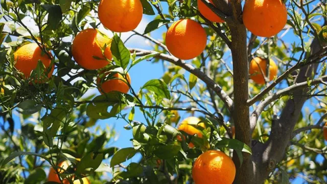 AVA-Asaja denuncia una oleada de robos de cítricos en la Comunidad Valenciana