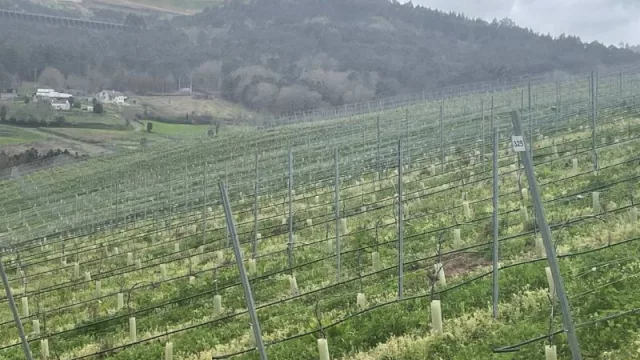 Organizaciones agrarias gallegas llaman al sector a movilizarse el día 20 para lograr "precios justos"