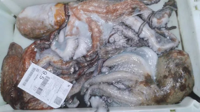 La veda del pulpo en Galicia se extenderá durante los meses de mayo y junio