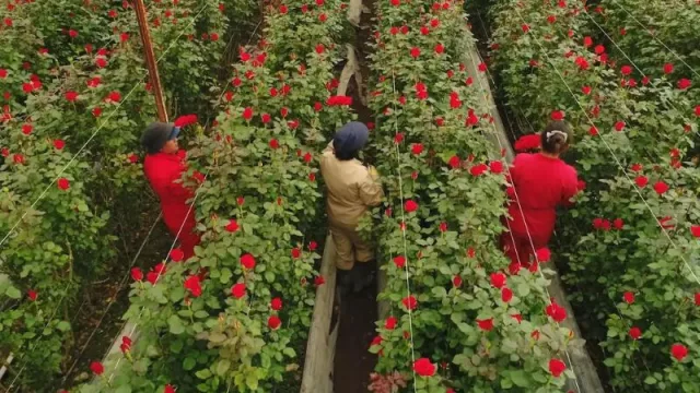 Flores preservadas, una propuesta más sostenible en el mundo floral (Verdissimo tiene su centro de operaciones más importante para Europa en Valencia)
