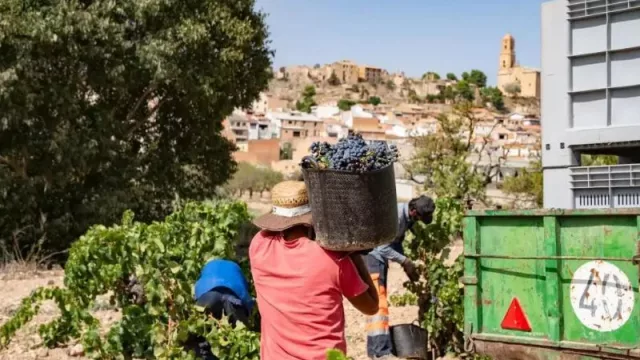 El sector de los vinos y cavas en Cataluña genera 3.200 millones de volumen de negocio según un estudio del Gobierno