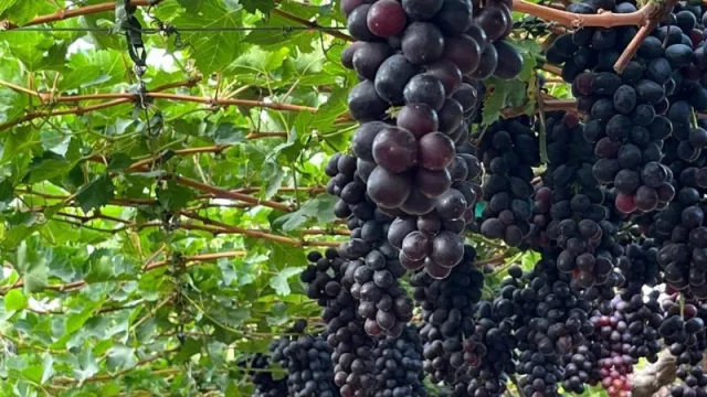 Santander y Atitlan lanzan Atgro, una plataforma para invertir más de 500 millones de euros en proyectos agrícolas