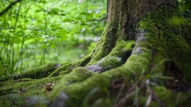 Se lanza una nueva DAO en Rootstock centrada en potenciar y recompensar a los creadores y usuarios de Bitcoin