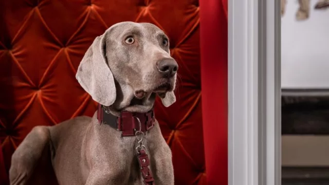 Madrid se consolida como la capital europea del diseño y la creatividad: la Plaza de Toros de las Ventas acogerá el 26 de febrero al 9 de marzo la segunda edición de MIAD