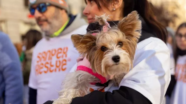 El sector de alimentos para mascotas suma dos años de crecimiento a doble dígito