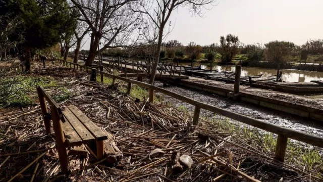El Gobierno destinará casi 400.000 euros a 107 arroceros que no pueden cultivar por la Dana