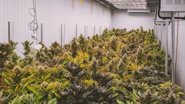 La industria española del cannabis celebra la regulación medicinal, pero mantiene el foco en Europa