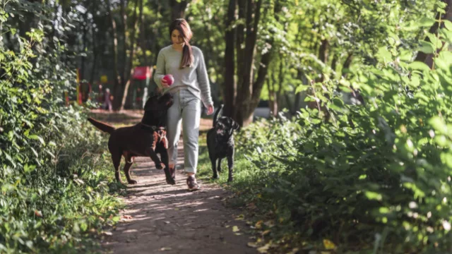 TodoMascota analiza cómo la llegada del buen tiempo transforma las rutinas y cuidados del perro