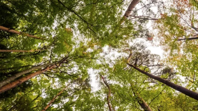 Grup Boix celebra que el Govern sitúe la gestión forestal como una política estructural de país