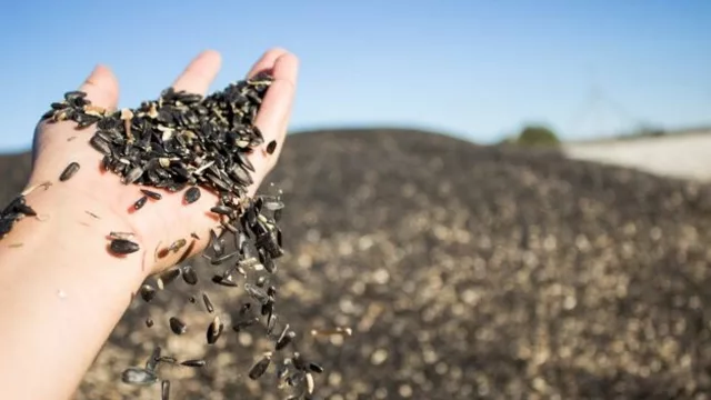 Louis Dreyfus Company (LDC) invertirá 346,6 millones de euros en una planta procesadora de girasol y soja en Argentina