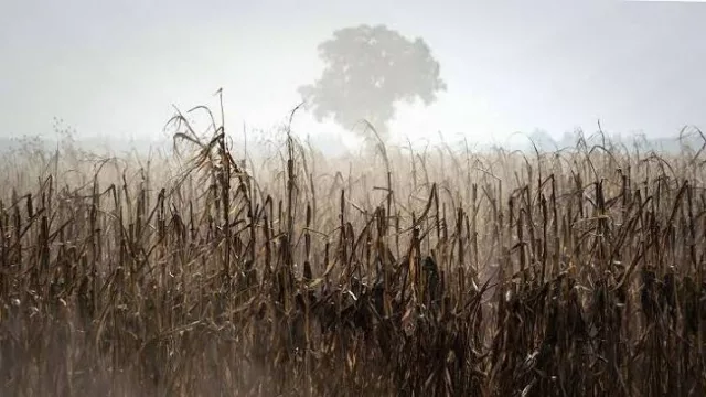 El fenómeno de El Niño vuelve a poner en alerta a los mercados agrícolas