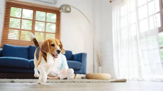 9 de cada 10 encuestados en el AMBA conviven con una mascota, y su bienestar es la segunda preocupación al salir de casa